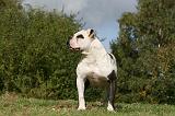 BOULEDOGUE AMERICAIN 290
